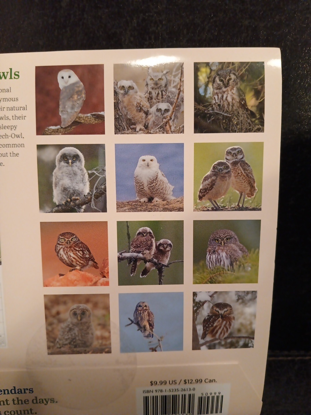 LITTLE OWLS Audibon 2025 7″ x 7″ Mini Wall Calendar (New & Sealed)