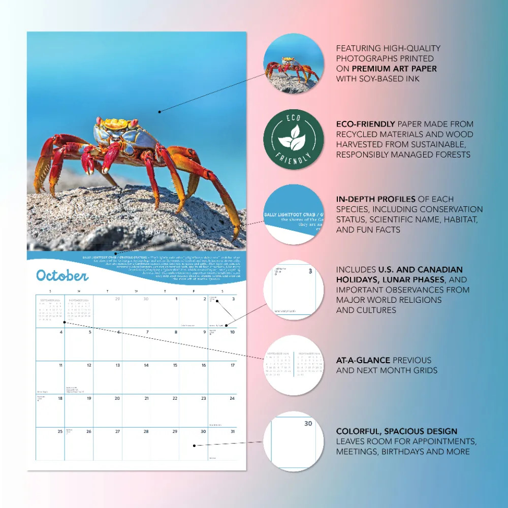 Ocean Life Calendar 2026 | 12″ x 24″ 12 Month Calendar | Marble City Press