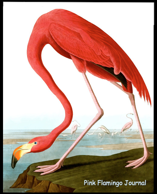 Pink Flamingo 8×10 Journal/Diary/Notebook 200 Ruled Blank Pages Record Daily