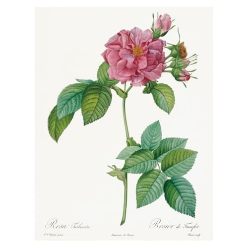 2026 Redouté Wall Calendar with Rose Scentfrom JP