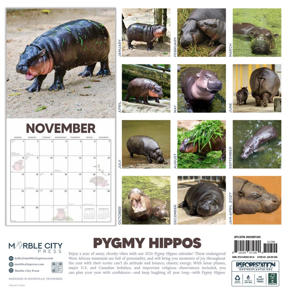 Pygmy Hippos 2026 | 12″ x 24″ Moo Deng Calendar 12 Month | Marble City Press