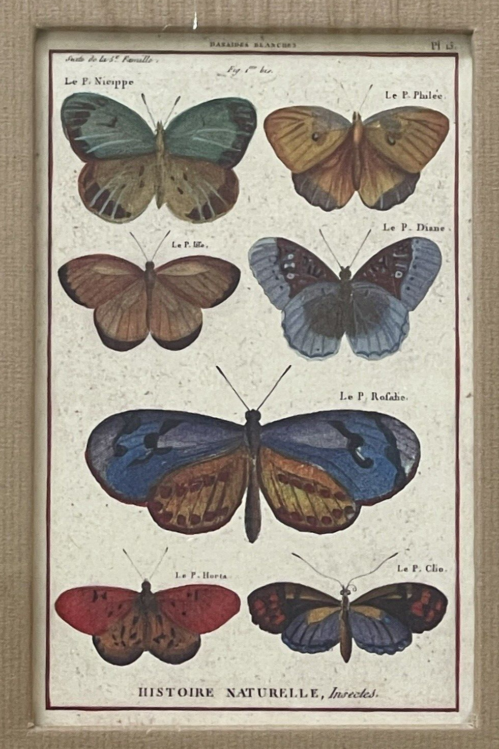 New Cavallini & Co Butterfly Photo Album Hand-Bound, Acid-Free Paper 8×10 Italy