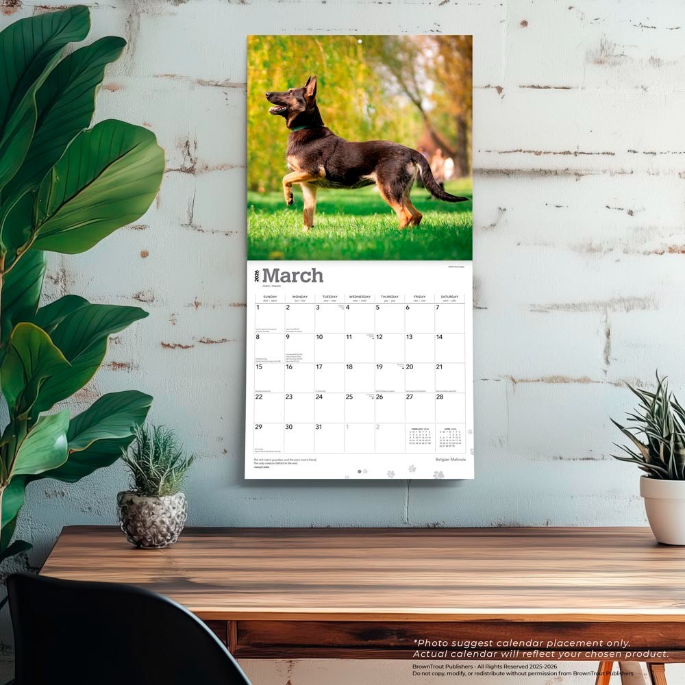 Belgian Malinois | 2026 12×24″ (Hanging) Square Wall Calendar | Plastic-Free
