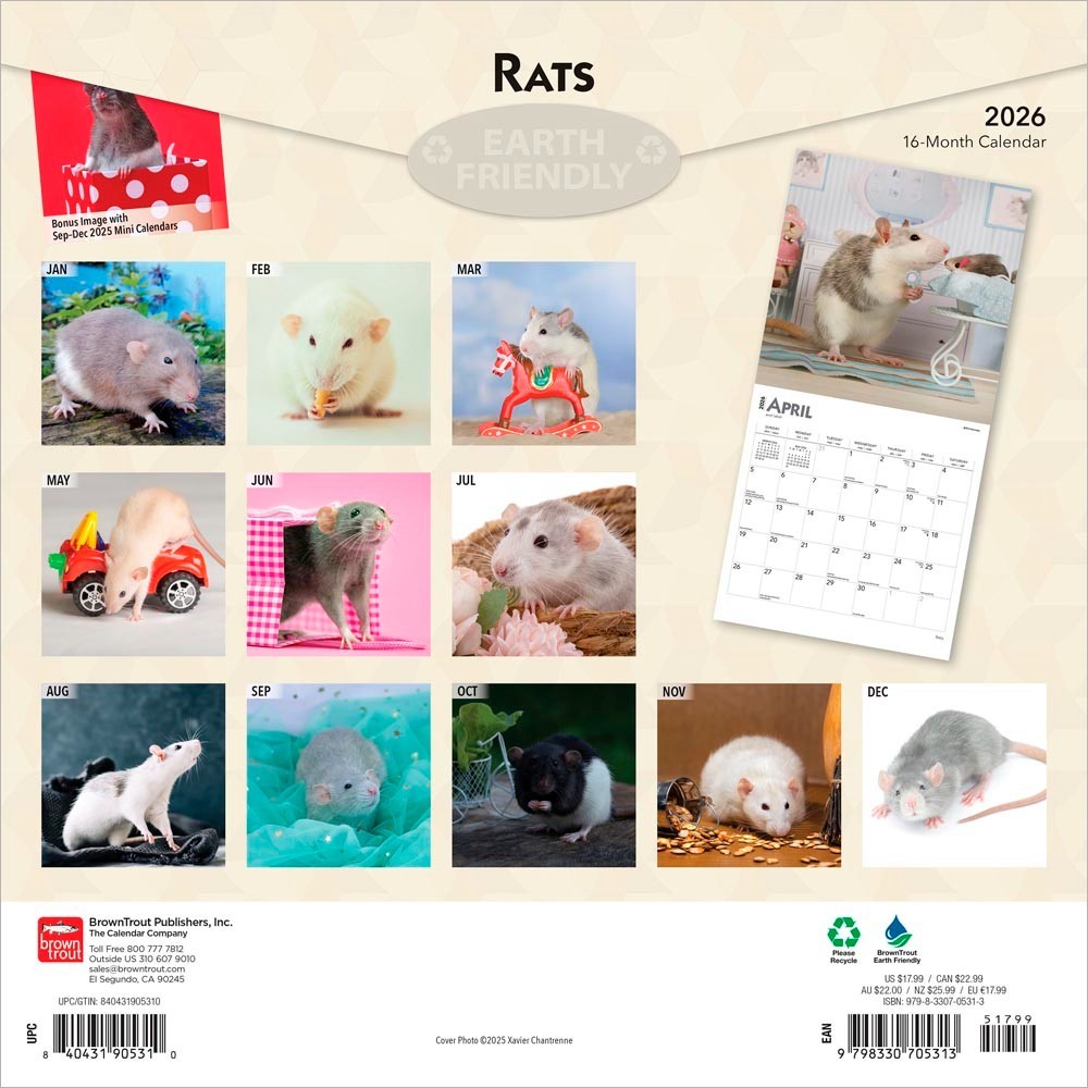 Rats | 2026 12×24″ (Hanging) Monthly Square Wall Calendar | Plastic-Free