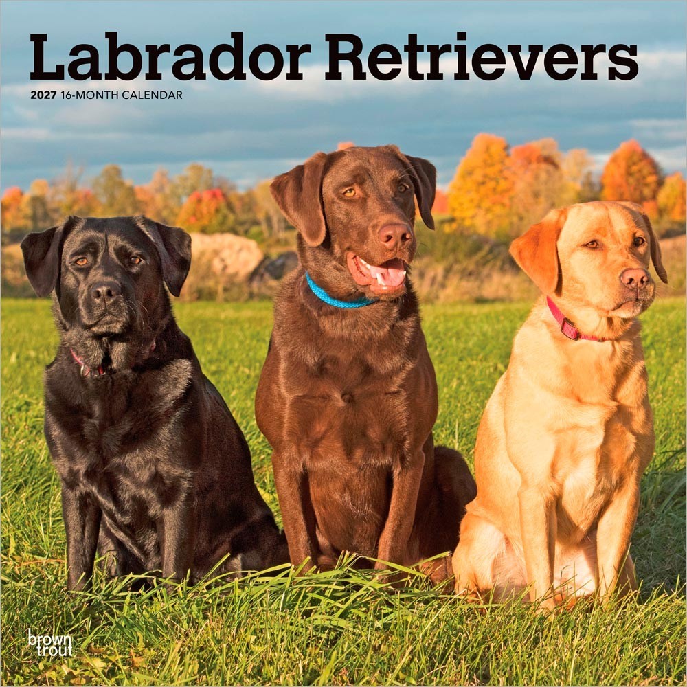 Labrador Retrievers | 2027 12×24″ (Hanging) Square Wall Calendar | Plastic-Free