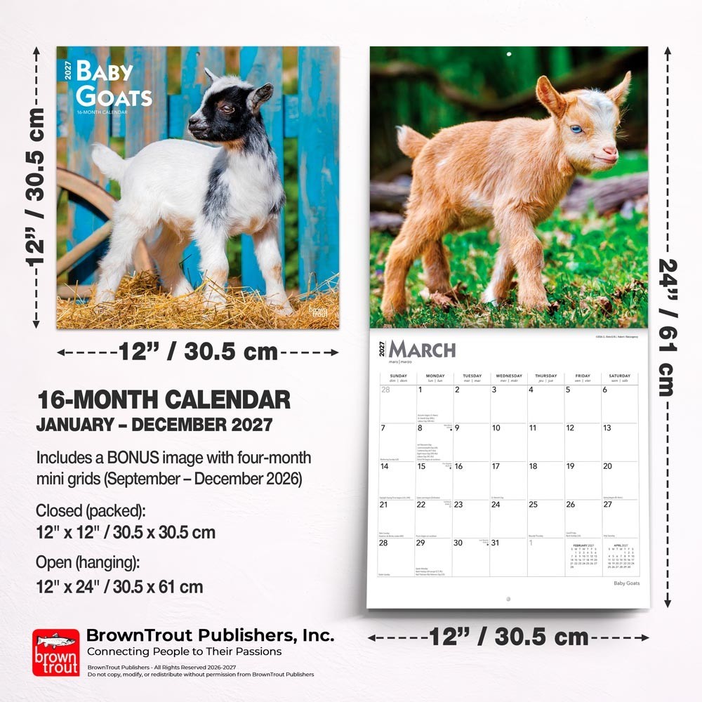 Baby Goats | 2027 12×24″ (Hanging) Monthly Square Wall Calendar | Plastic-Free