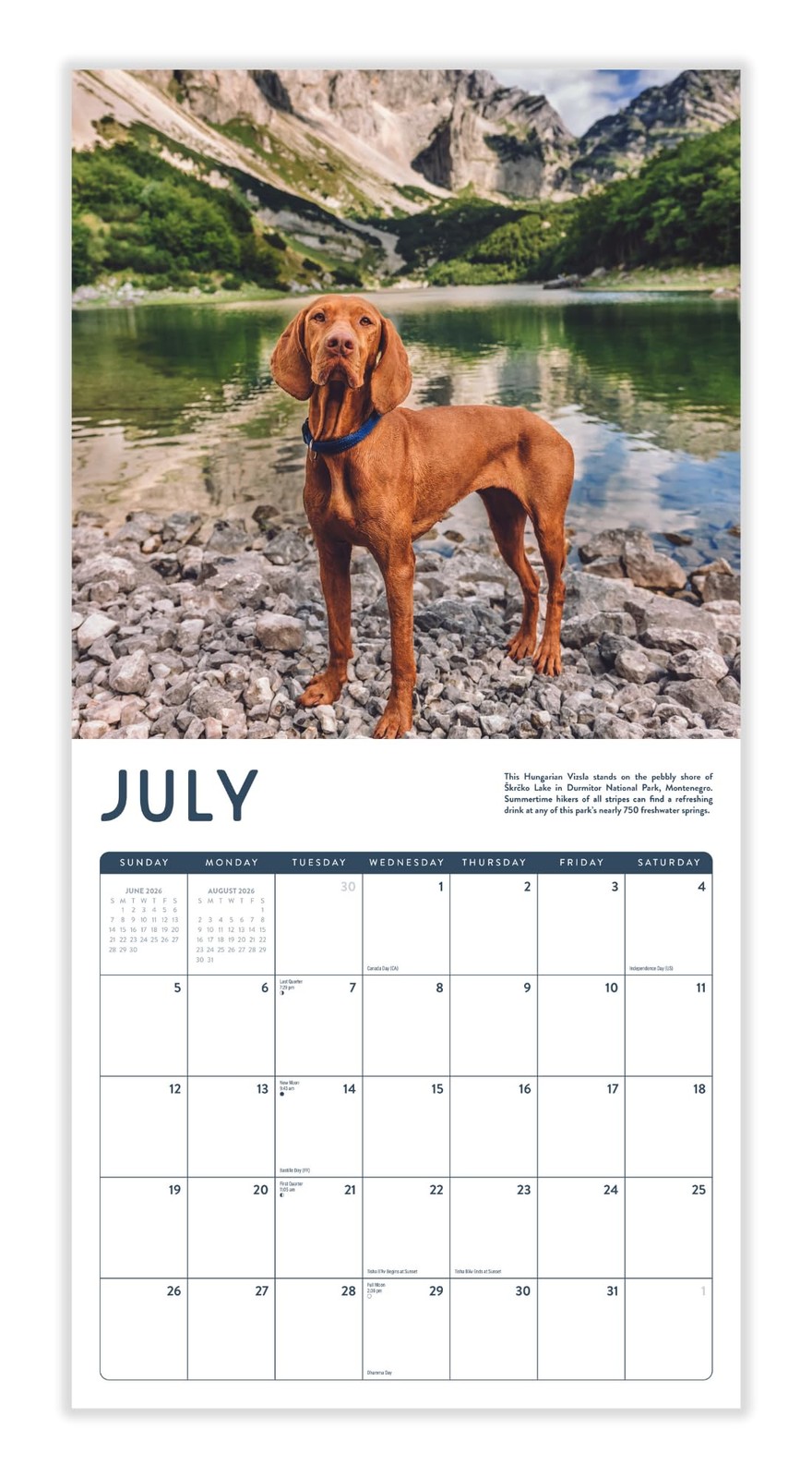 Dogs in the Wilderness 2026 Calendar | 2026 Wall 12″W x 12″H, 2026