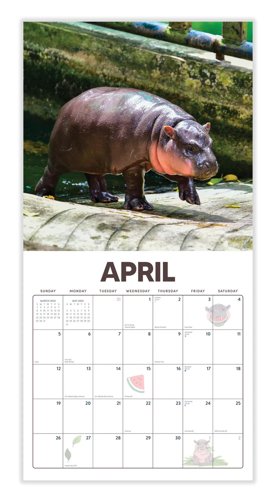 Pygmy Hippos 2026 | 12″ x 24″ Moo Deng Calendar 12 Month | Marble City Press