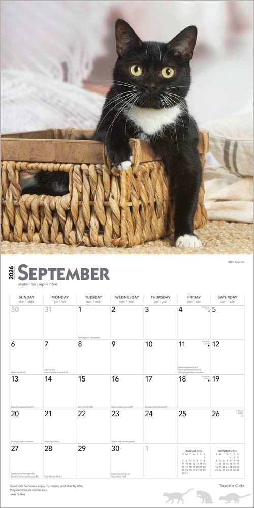 Tuxedo Cats | 2026 12×24″ (Hanging) Monthly Square Wall Calendar | Plastic-Free