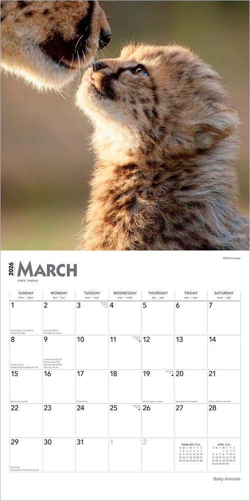Baby Animals | 2026 12×24″ (Hanging) Square Wall Calendar | Plastic-Free