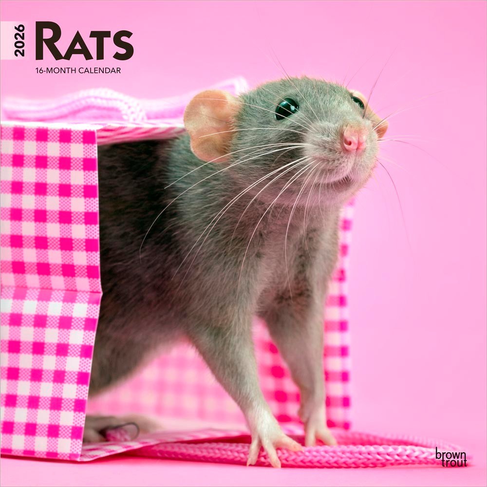 Rats | 2026 12×24″ (Hanging) Monthly Square Wall Calendar | Plastic-Free