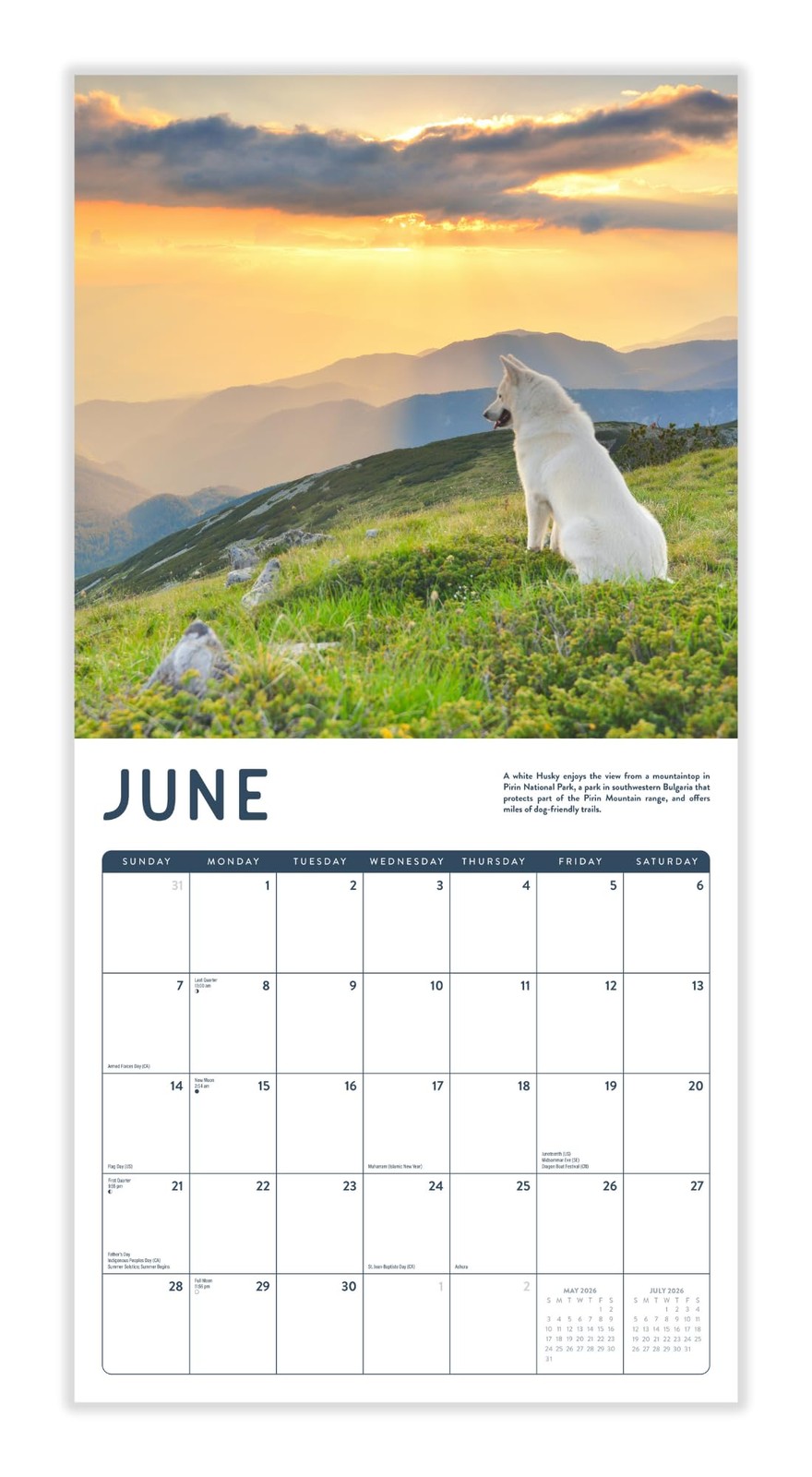 Dogs in the Wilderness 2026 Calendar | 2026 Wall 12″W x 12″H, 2026