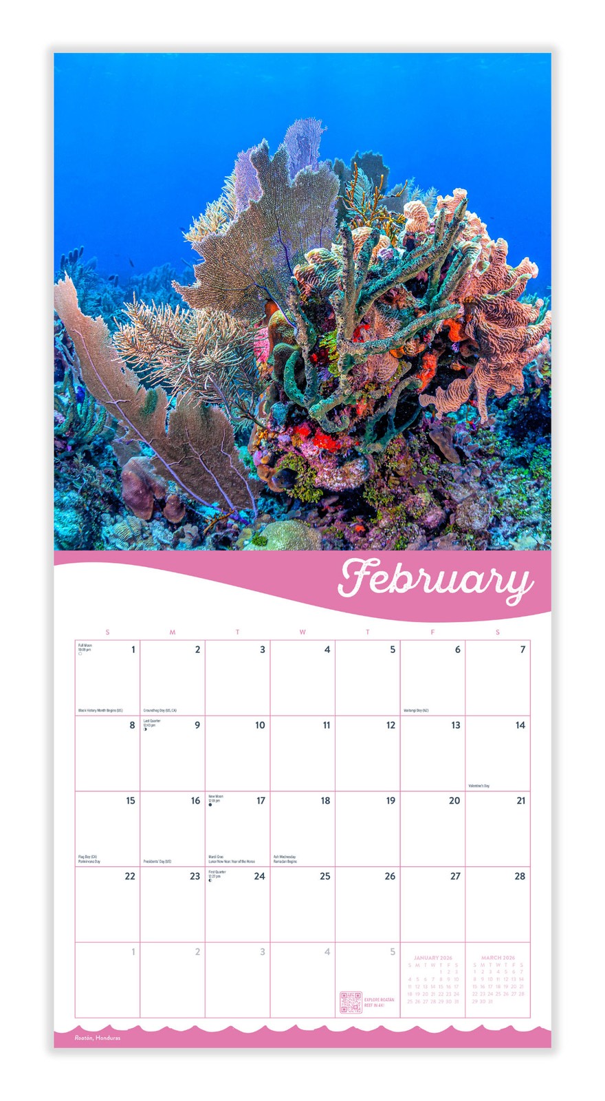 Coral | 2026 Coral Reef Wall Calendar | 12″ x 24″ | Marble City Press