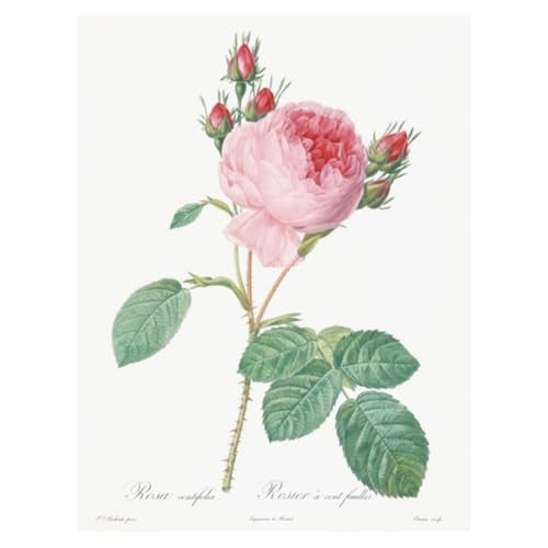 2026 Redouté Wall Calendar with Rose Scentfrom JP