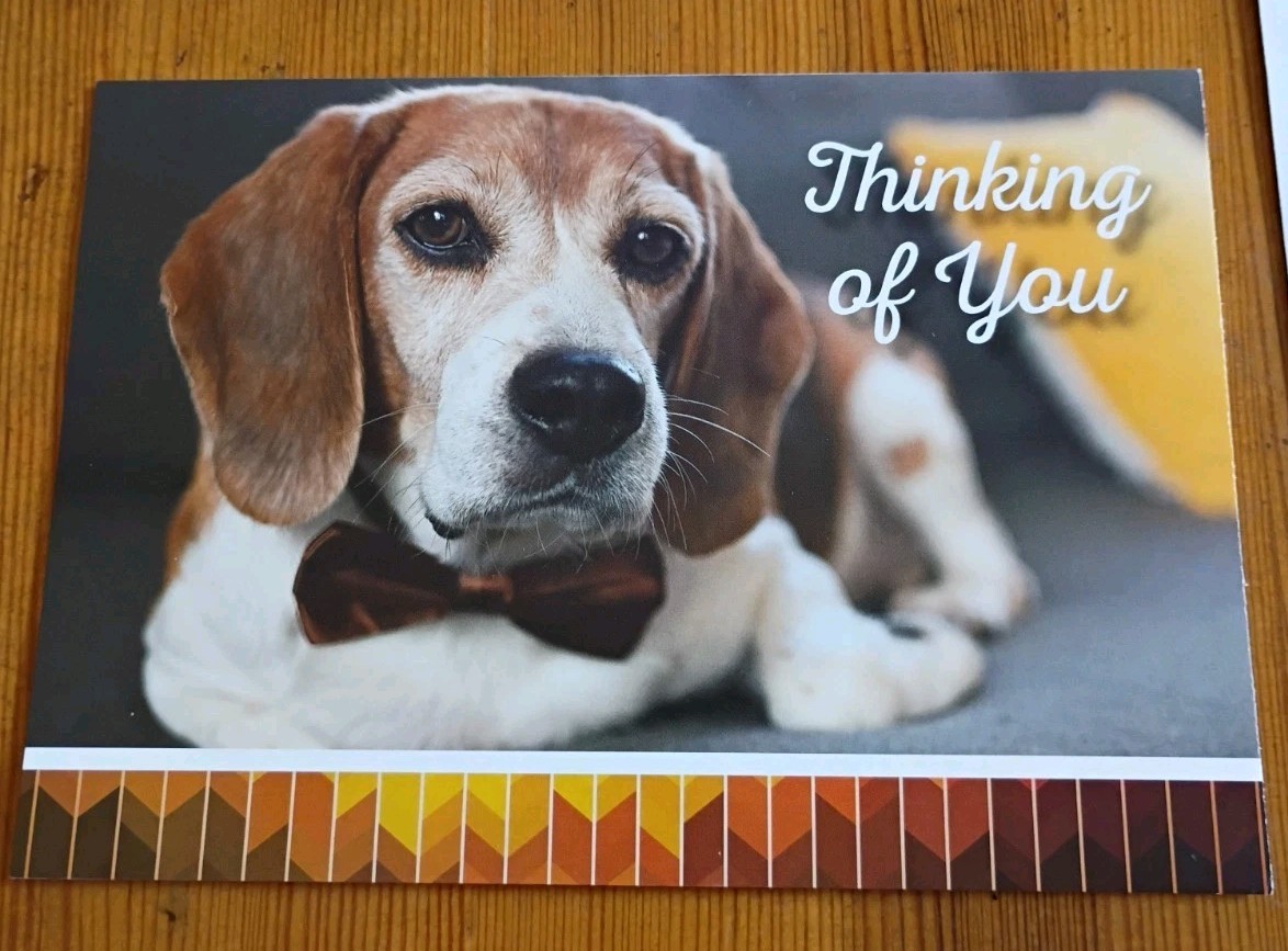 2023 PETA 5 x 7″ Desk Planner 2 Greeting Cards Thank You Thinking of You Lot