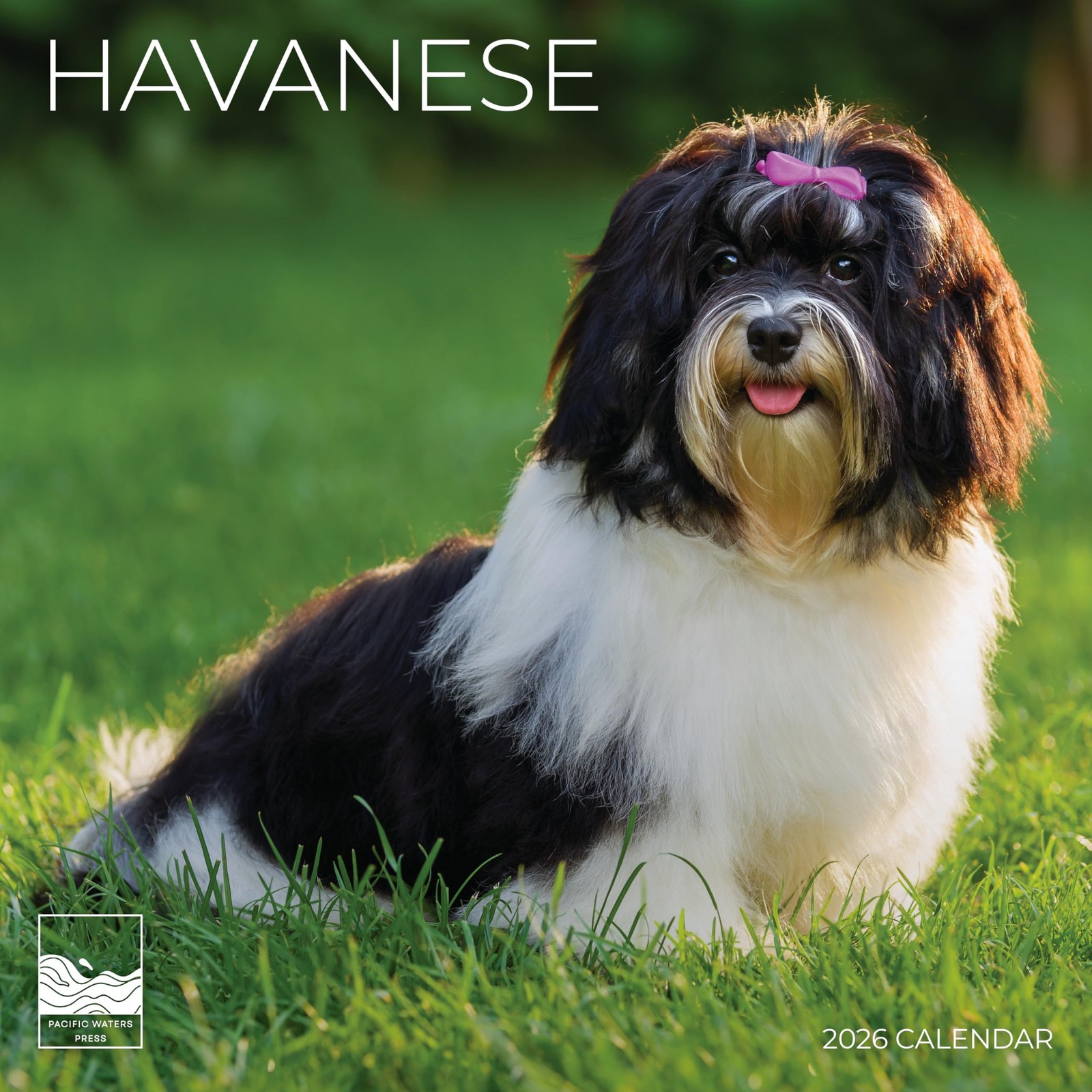 Havanese 2026 Wall Calendar | 12″ x 24″ Open | Dog