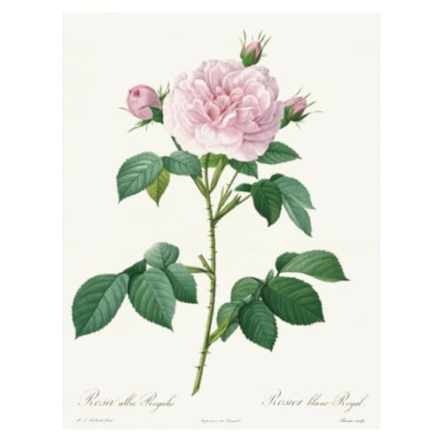2026 Redouté Wall Calendar with Rose Scentfrom JP