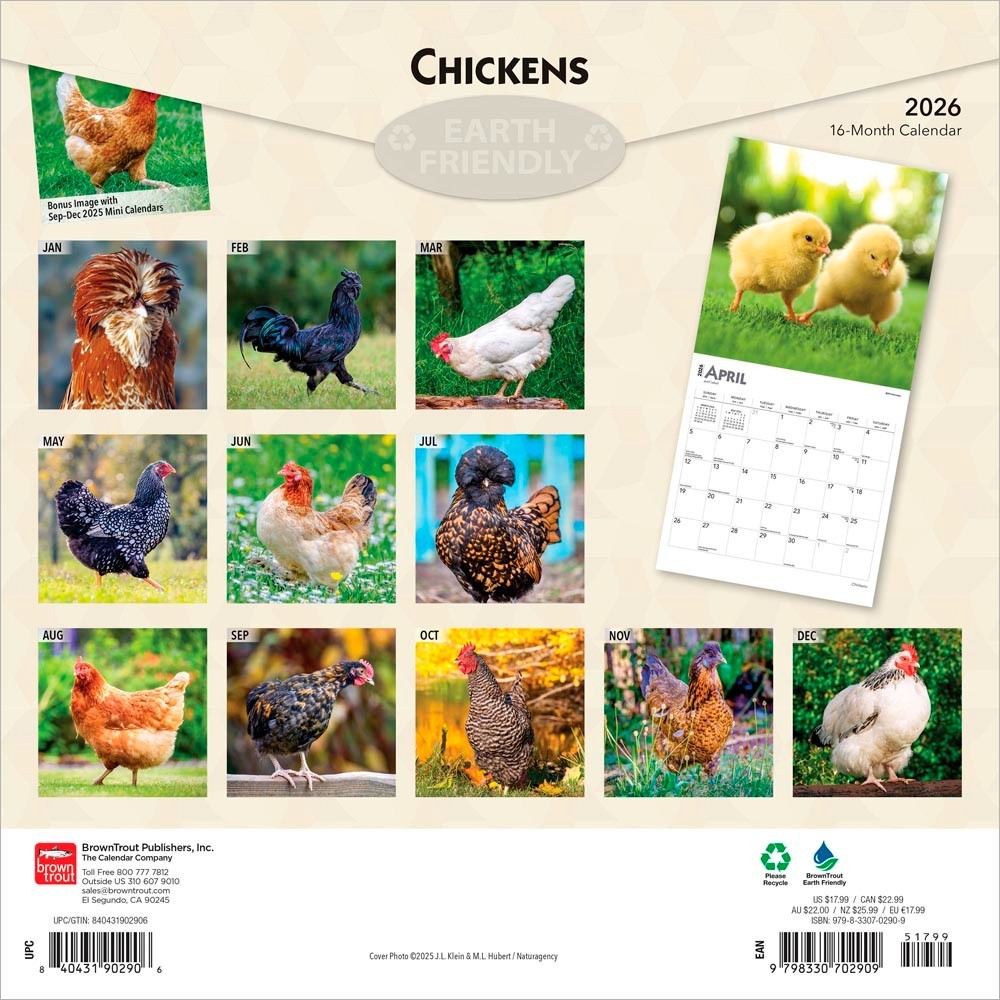 Chickens | 2026 12×24″ (Hanging) Monthly Square Wall Calendar | Plastic-Free