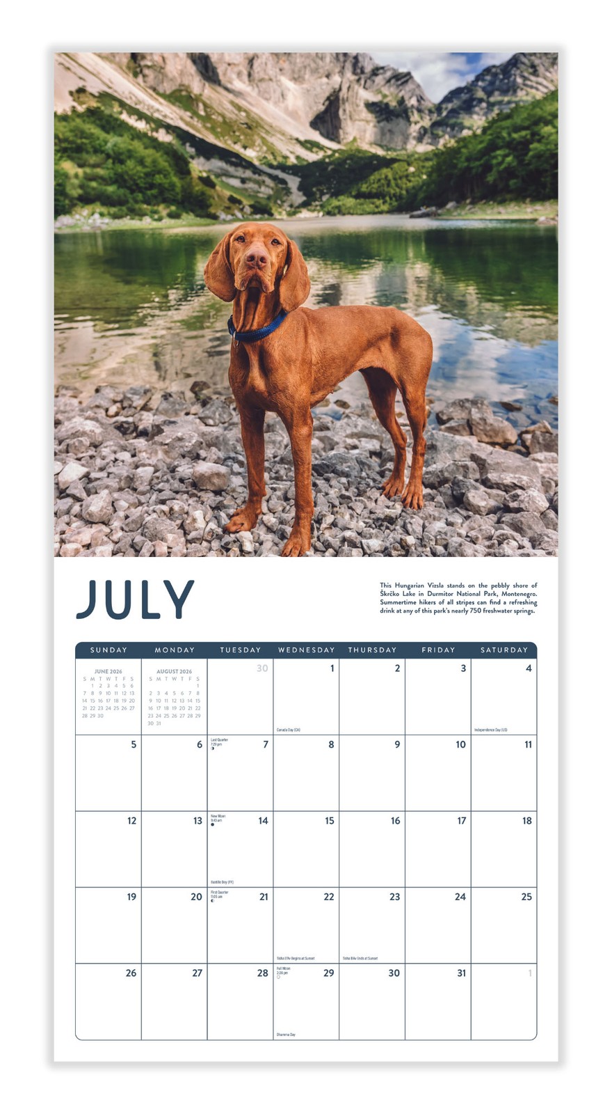 Dog Calendar 2026 | 12″ x 24″ 12 Month Calendar | Marble City Press