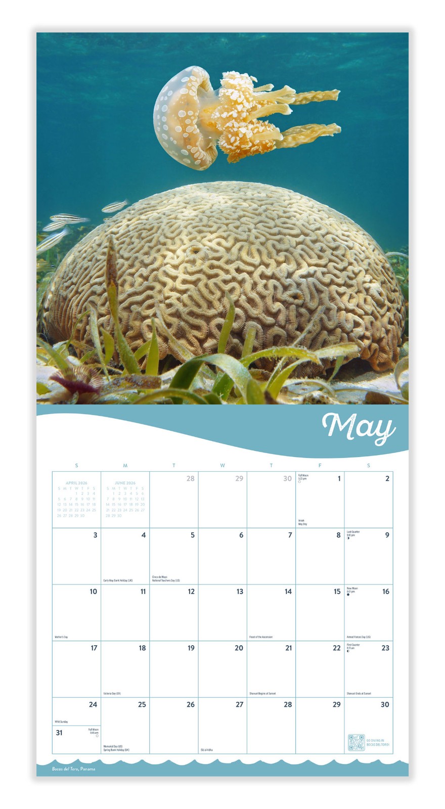 Coral | 2026 Coral Reef Wall Calendar | 12″ x 24″ | Marble City Press