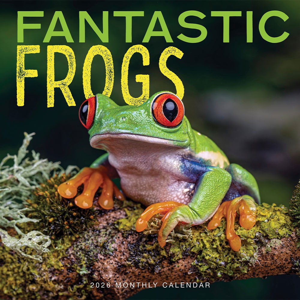 Frogs Calendar 2026 | 12″ x 24″ 12 Month Calendar | Marble City Press