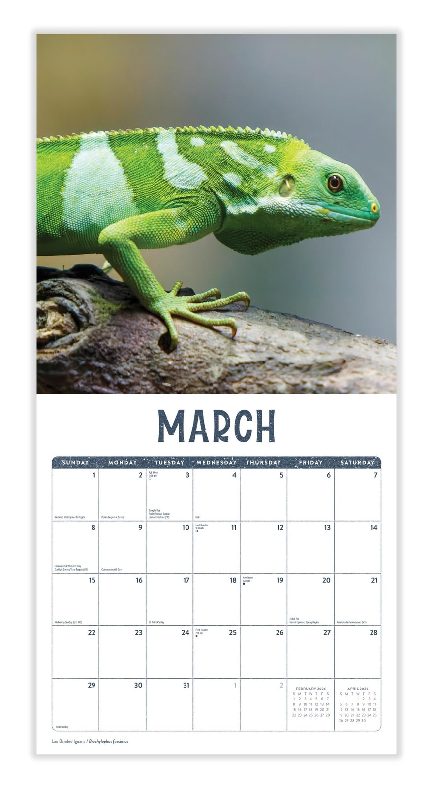 Lizards 2026 Calendar | Reptile Monthly Wall Planner | Geckos,