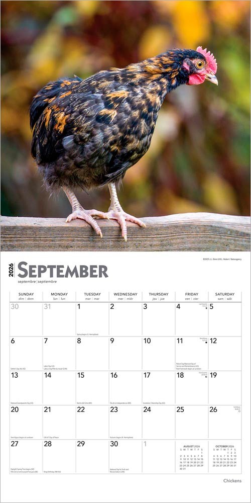Chickens | 2026 12×24″ (Hanging) Monthly Square Wall Calendar | Plastic-Free