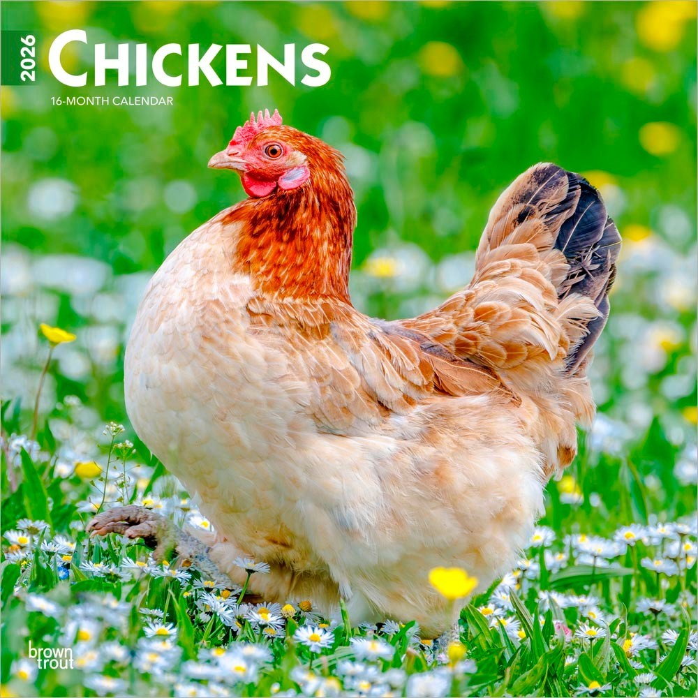 Chickens | 2026 12×24″ (Hanging) Monthly Square Wall Calendar | Plastic-Free