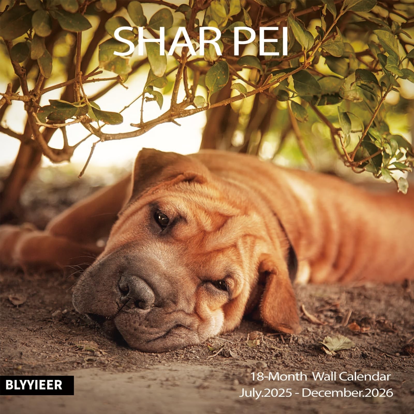 2025-2026 Wall Calendar,Shar Pei Calendar, 12″ x 24″ Shar