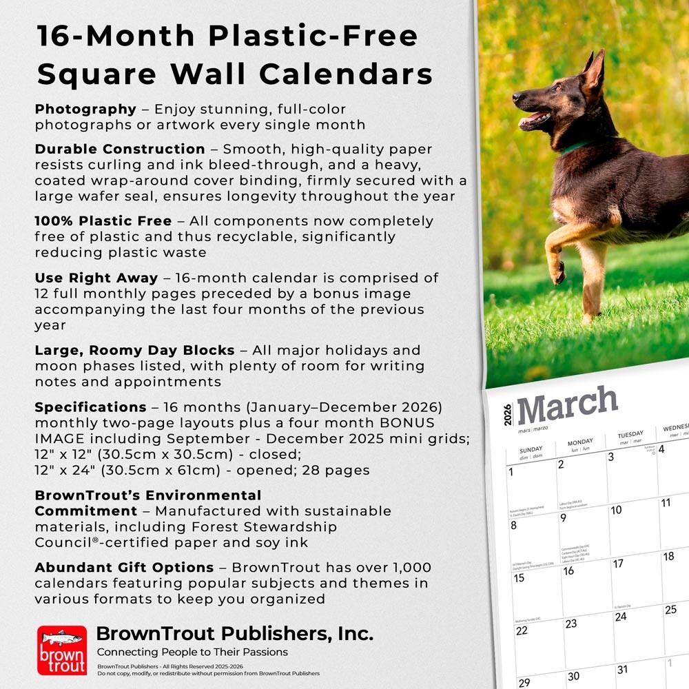 Belgian Malinois | 2026 12×24″ (Hanging) Square Wall Calendar | Plastic-Free
