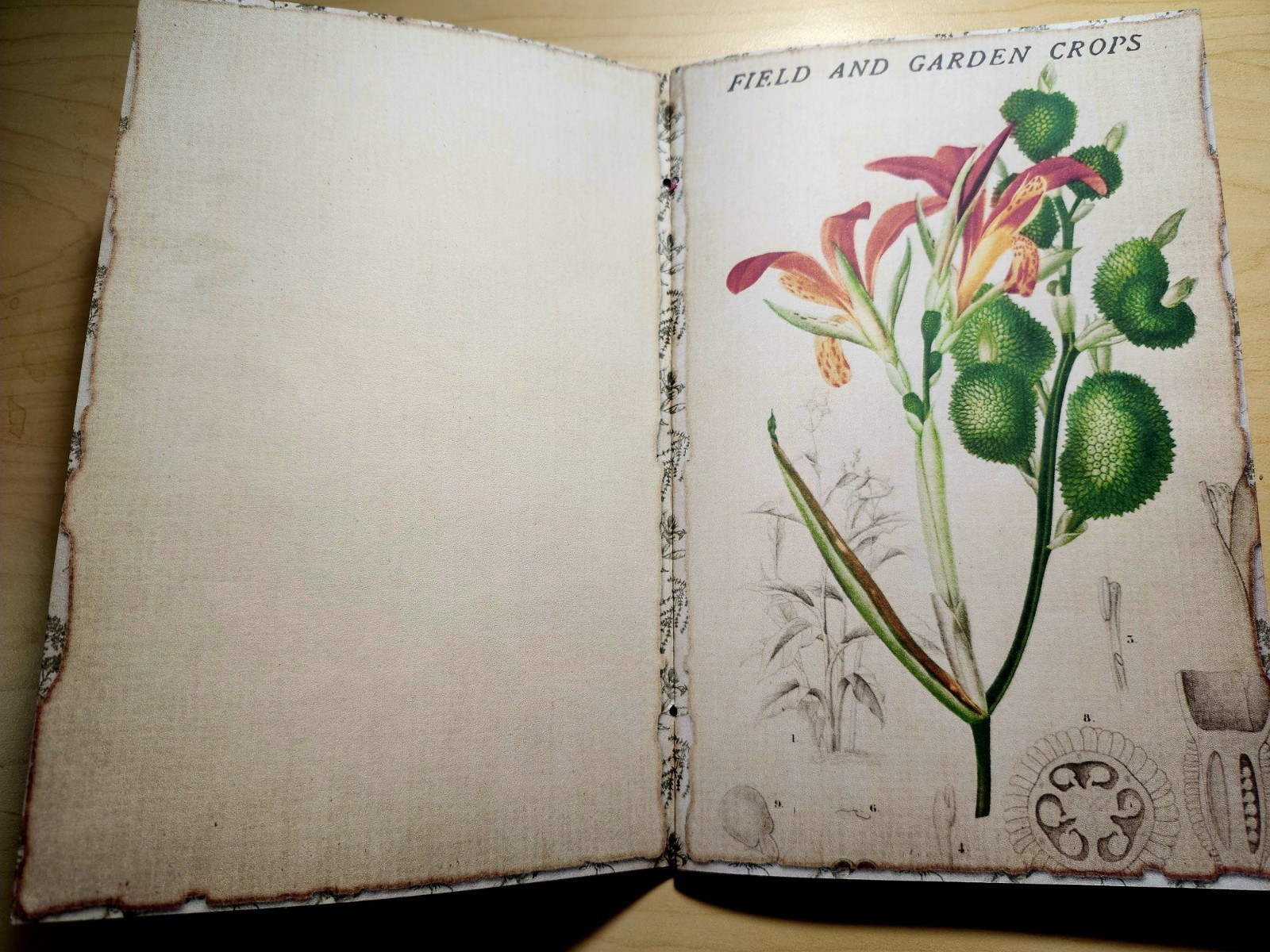Junk Journal Booklet “BOTANY” Handmade Botanical Wildflowers Lg 8.5″x5.5″ 40pgs