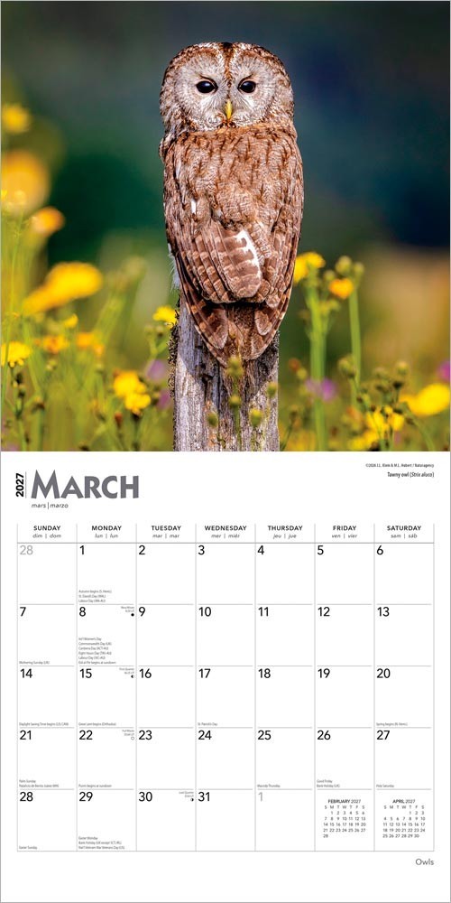 Owls | 2027 12×24″ (Hanging) Monthly Square Wall Calendar | Plastic-Free