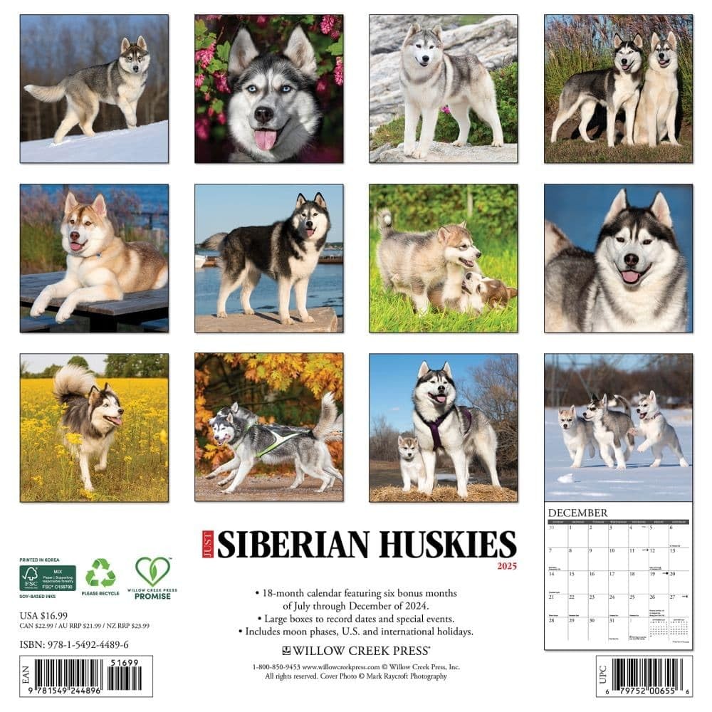 Just Siberian Huskies 2025 12″ x Wall Calendar
