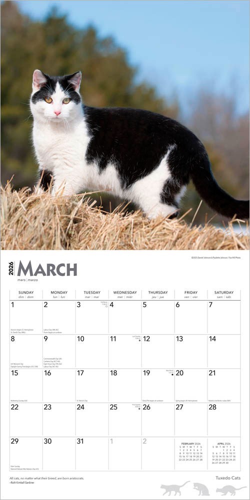 Tuxedo Cats | 2026 12×24″ (Hanging) Monthly Square Wall Calendar | Plastic-Free