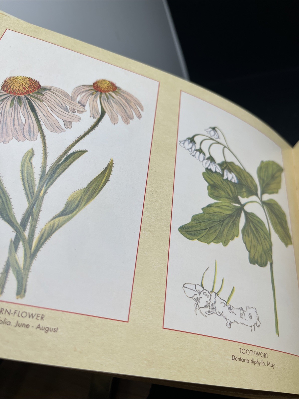 Wildflowers Of North America Daily Journal & Address Book