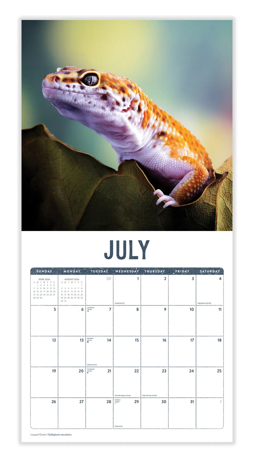 Lizards Calendar 2026 | 12″ x 24″ 12 Month Calendar | Marble City Press