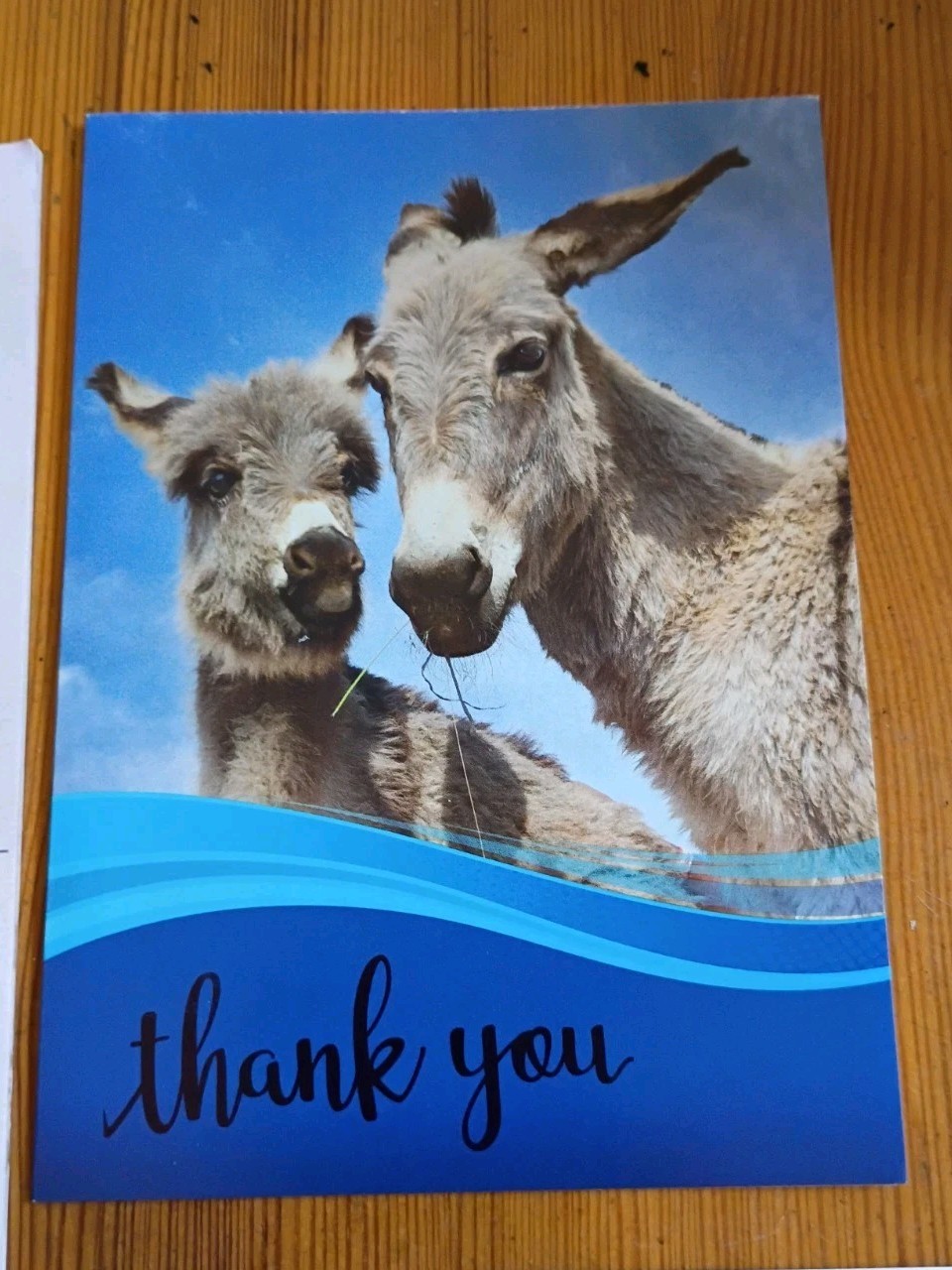 2023 PETA 5 x 7″ Desk Planner 2 Greeting Cards Thank You Thinking of You Lot