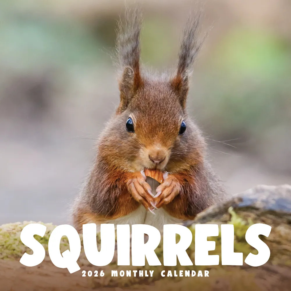 Squirrels Calendar 2026 | 12″ x 24″ 12 Month Calendar | Marble City Press