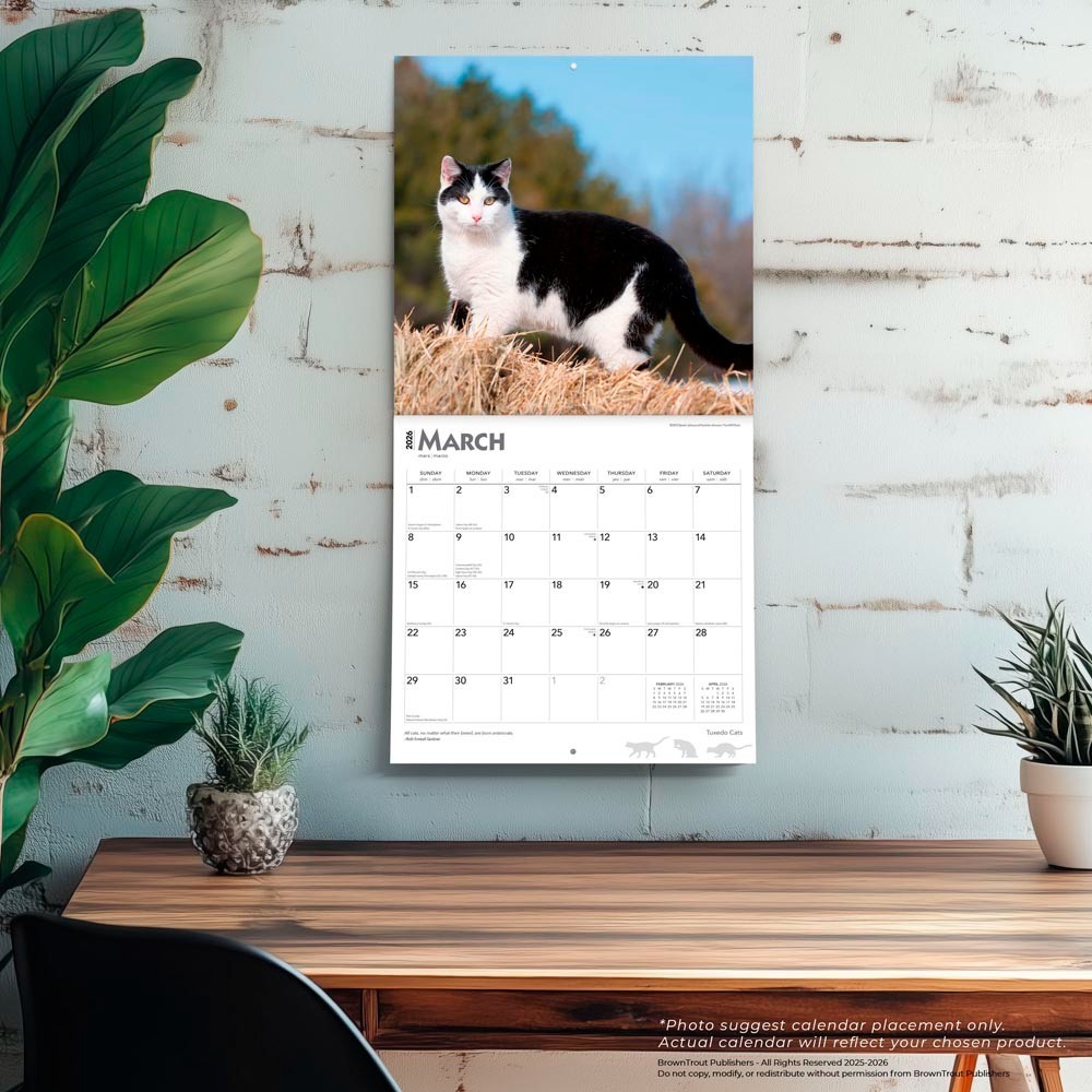 Tuxedo Cats | 2026 12×24″ (Hanging) Monthly Square Wall Calendar | Plastic-Free