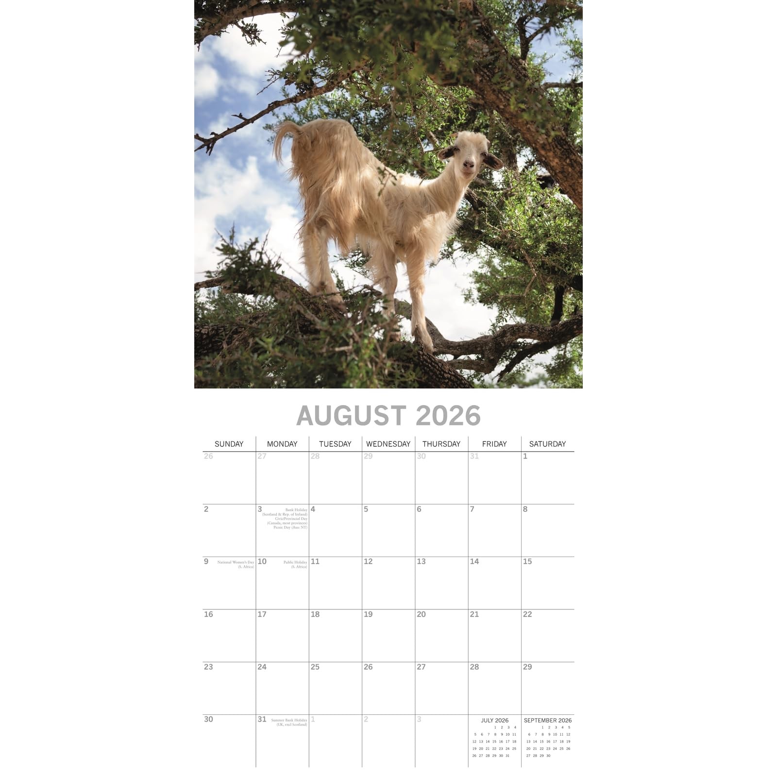 The Gifted Stationery 2026 Square Wall Calendar, Goats in Trees, 16-Month…