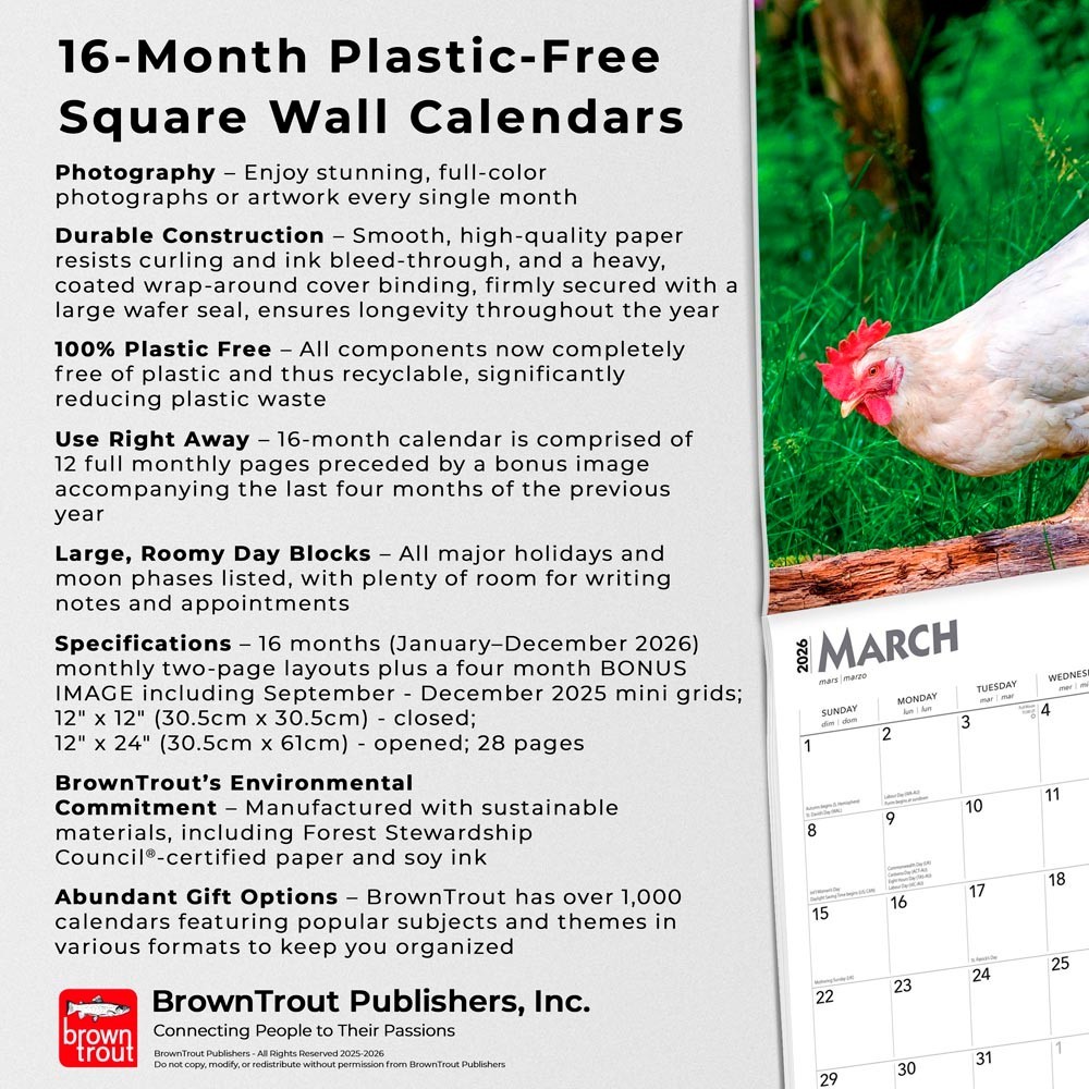 Chickens | 2026 12×24″ (Hanging) Monthly Square Wall Calendar | Plastic-Free