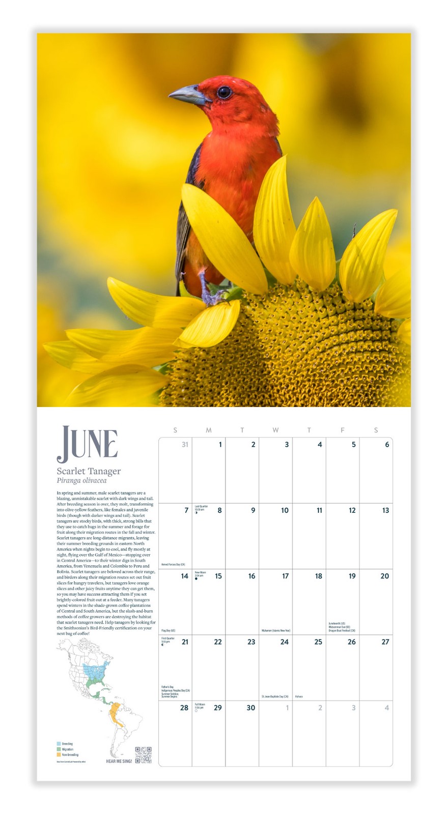 Bird Wall Calendar 2026 | 12″ x 24″ 12 Month Calendar | Marble City Press
