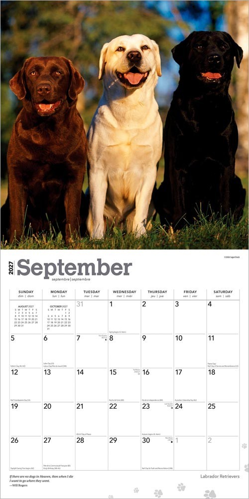 Labrador Retrievers | 2027 12×24″ (Hanging) Square Wall Calendar | Plastic-Free