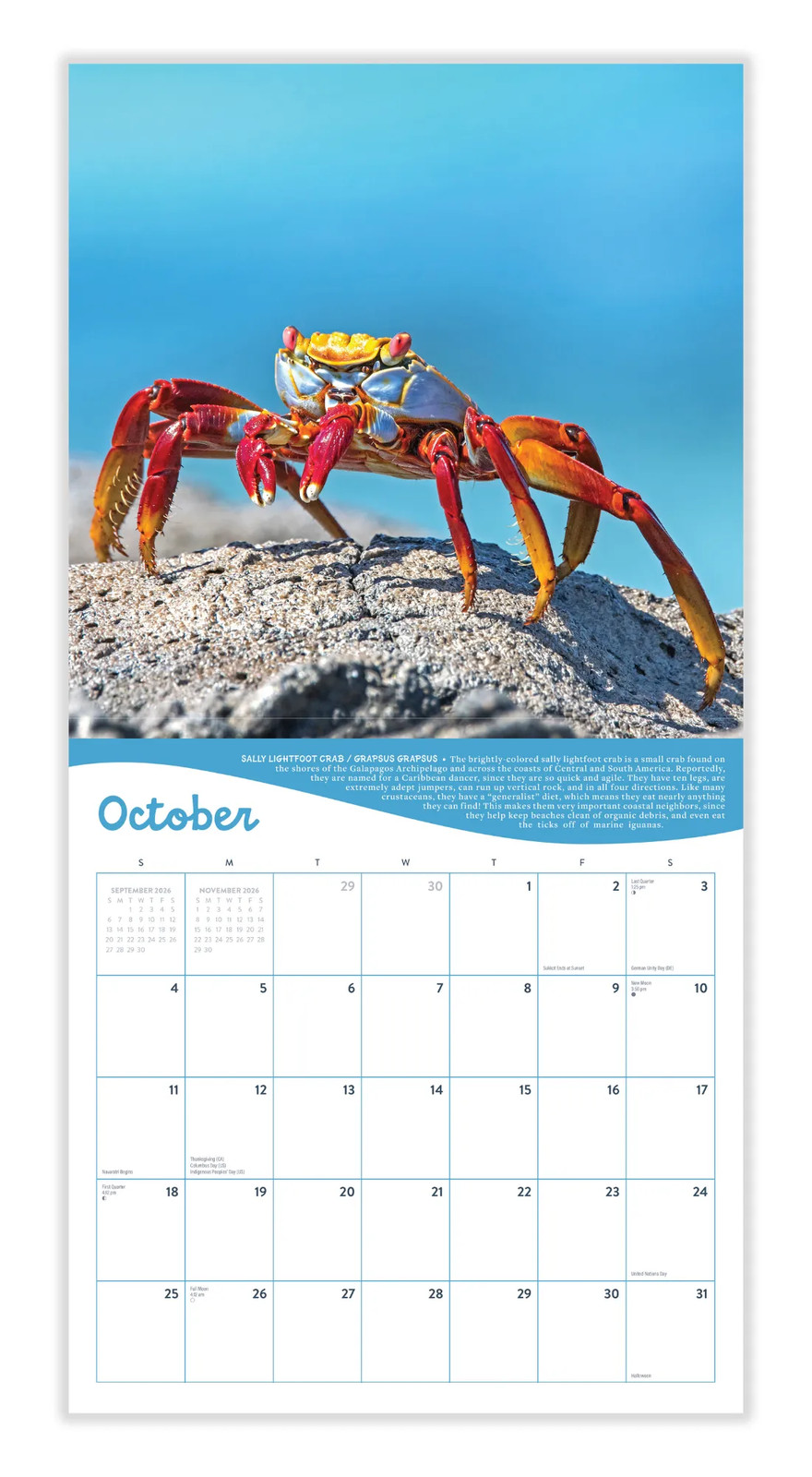 Ocean Life Calendar 2026 | 12″ x 24″ 12 Month Calendar | Marble City Press