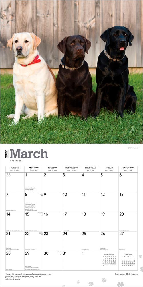 Labrador Retrievers | 2027 12×24″ (Hanging) Square Wall Calendar | Plastic-Free