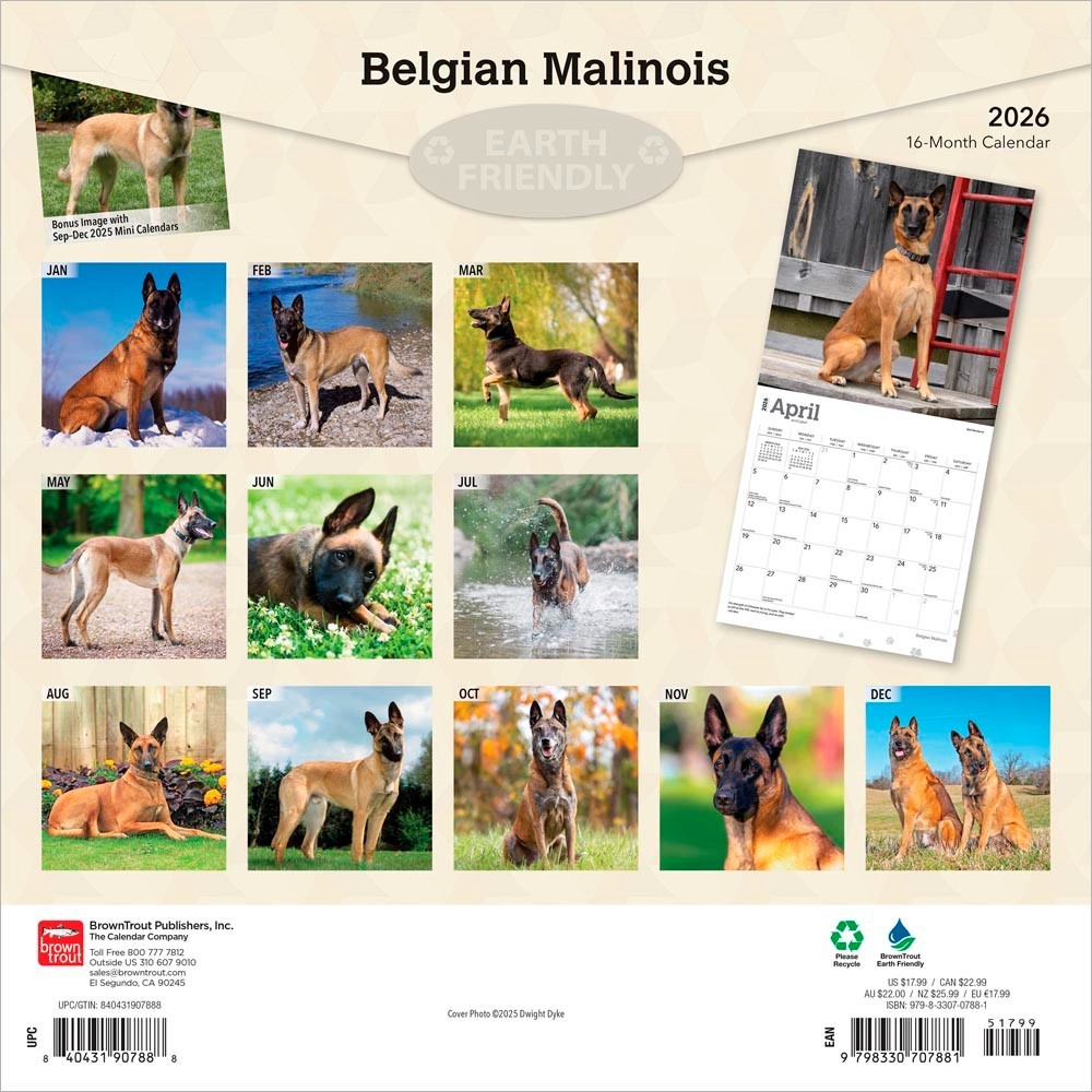Belgian Malinois | 2026 12×24″ (Hanging) Square Wall Calendar | Plastic-Free