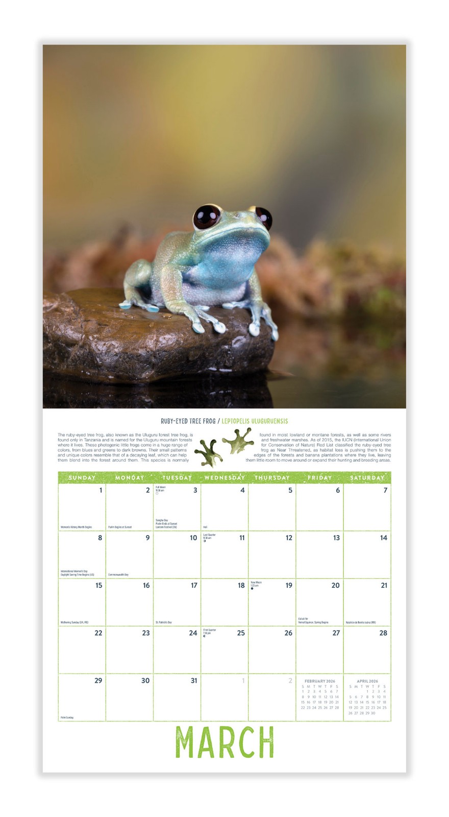 Frogs Calendar 2026 | 12″ x 24″ 12 Month Calendar | Marble City Press