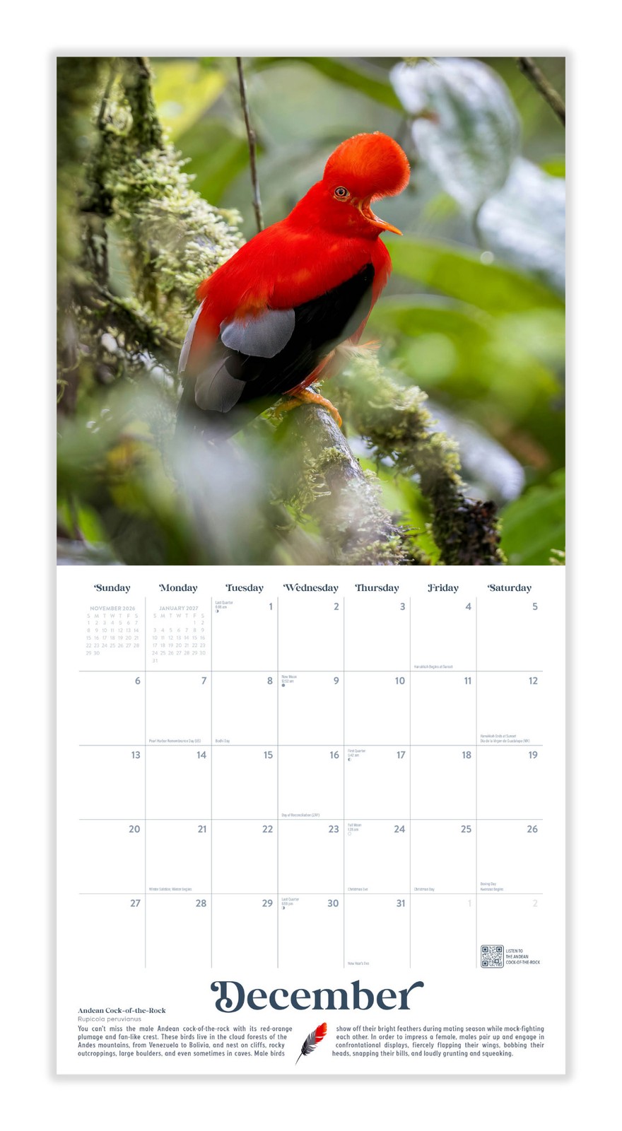 Exotic Birds Calendar 2026 | 12″ x 24″ 12 Month Calendar | Marble City Press