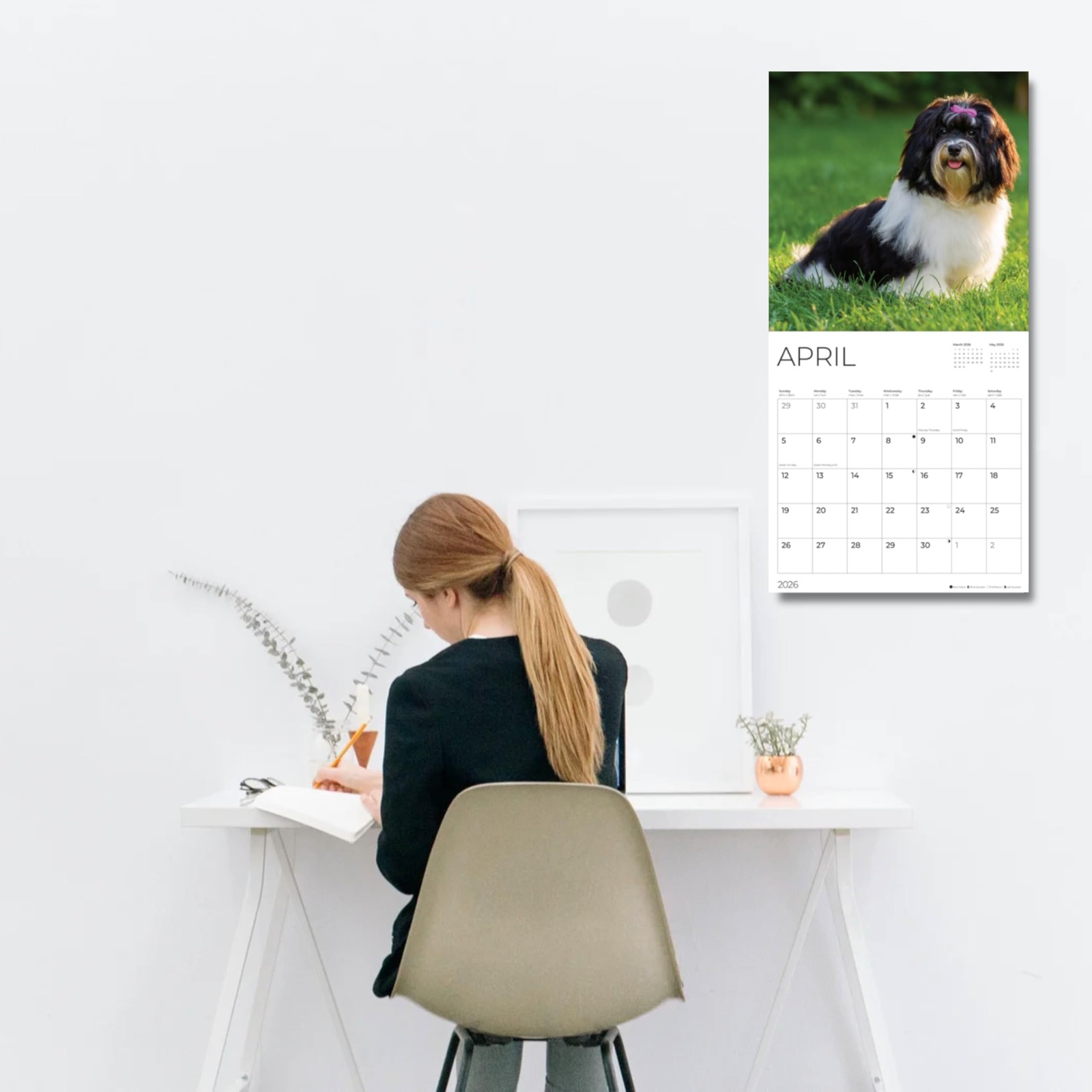 Havanese 2026 Wall Calendar | 12″ x 24″ Open | Dog