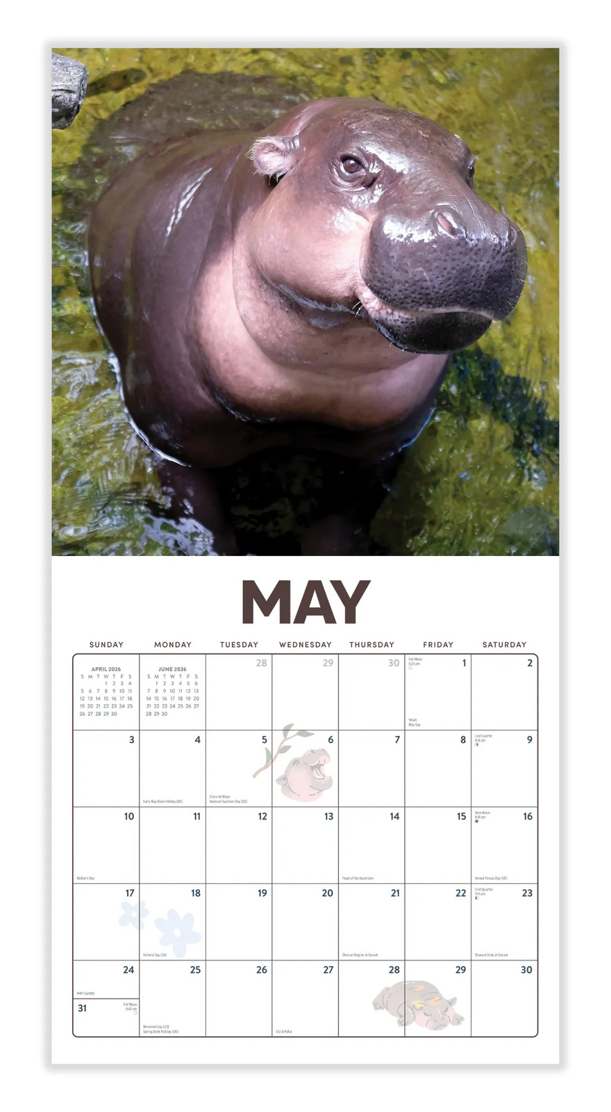Pygmy Hippos 2026 | 12″ x 24″ Moo Deng Calendar 12 Month | Marble City Press